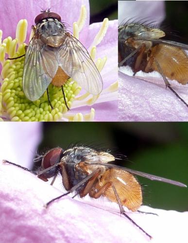 Réf. 229 744 : Phaonia rufiventris